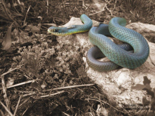 Картинка животные змеи питоны кобры