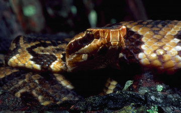 Картинка животные змеи питоны кобры