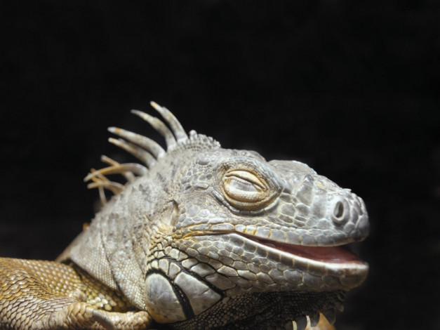 Обои картинки фото животные, Ящерицы, игуаны, вараны