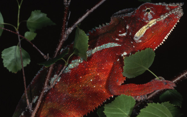 Обои картинки фото животные, хамелеоны