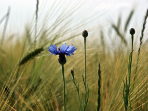Картинка цветы васильки