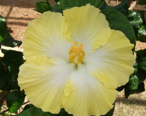 Картинка цветы гибискусы