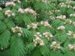 Картинка цветы акация