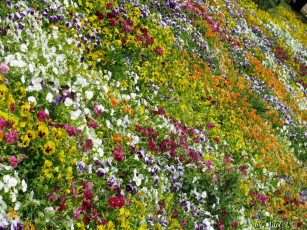 Картинка цветы анютины глазки садовые фиалки