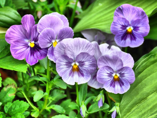 обоя цветы, анютины, глазки, садовые, фиалки