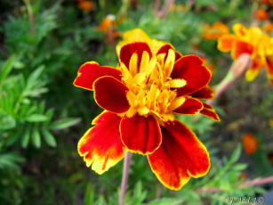 Картинка цветы бархатцы