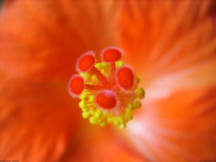 Картинка цветы гибискусы