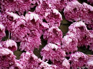 Картинка цветы хризантемы