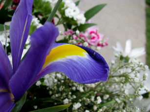 Картинка цветы ирисы