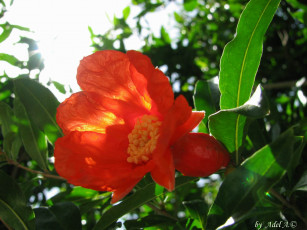 Картинка цветы камелии