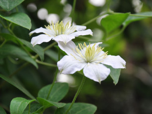 Картинка цветы клематис ломонос