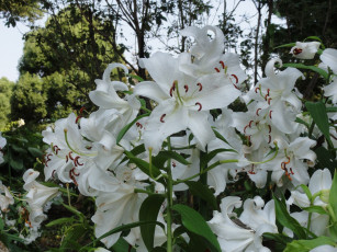 Картинка цветы лилии лилейники