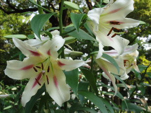 Картинка цветы лилии лилейники