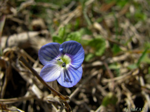 Картинка цветы немофилы вероники