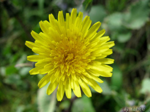 Картинка цветы одуванчики