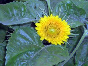 Картинка цветы подсолнухи