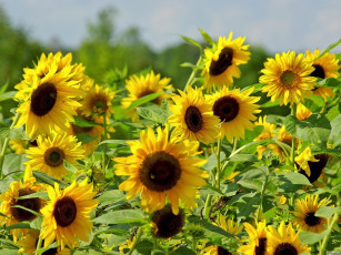 Картинка цветы подсолнухи