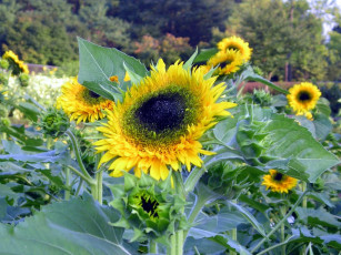 Картинка цветы подсолнухи