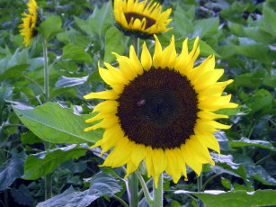 Картинка цветы подсолнухи