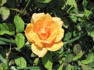 Картинка цветы розы