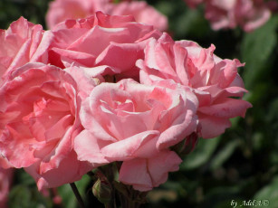 Картинка цветы розы