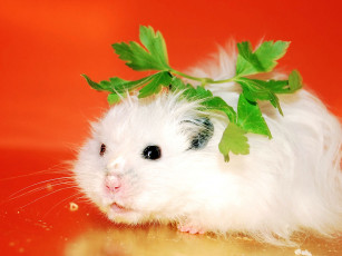 Картинка животные морские свинки хомяки