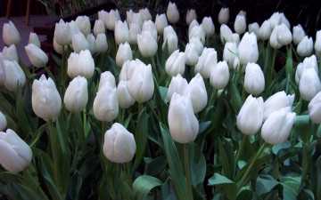 Картинка цветы тюльпаны