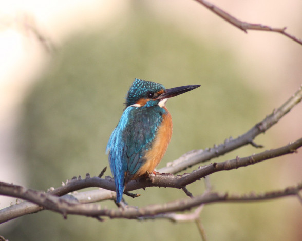 Обои картинки фото животные, зимородки