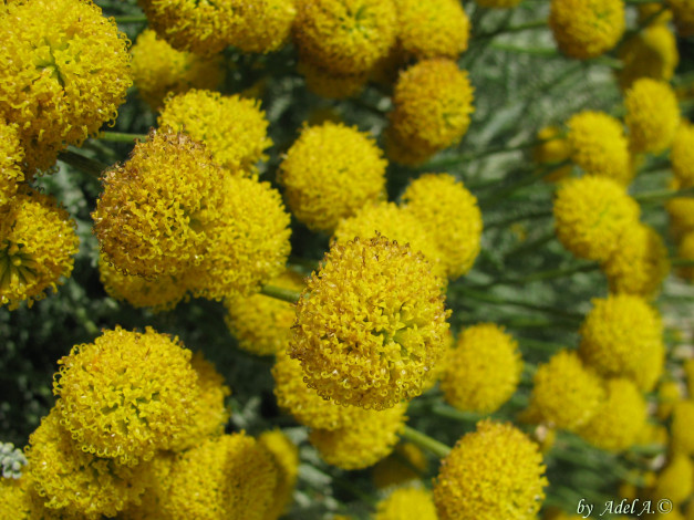 Обои картинки фото цветы