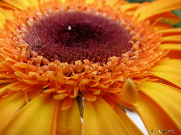 Обои картинки фото цветы, герберы