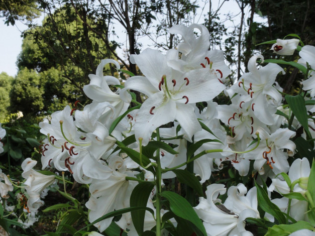 Обои картинки фото цветы, лилии, лилейники