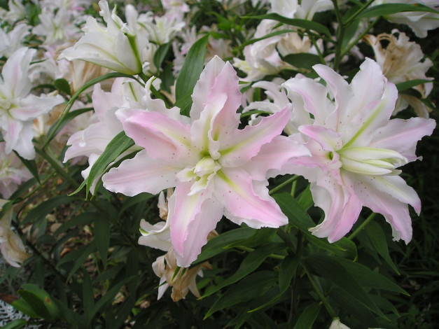 Обои картинки фото цветы, лилии, лилейники