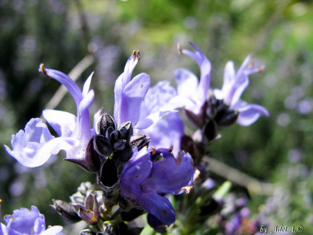 Обои картинки фото цветы, луговые, полевые