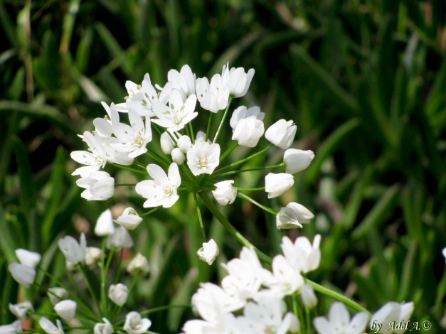 Обои картинки фото цветы, луговые, полевые