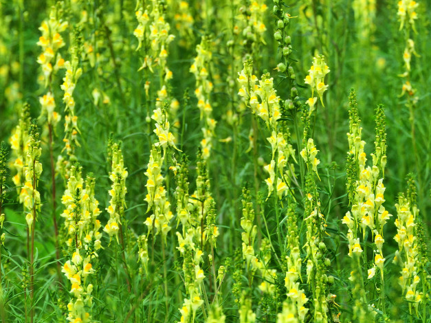 Обои картинки фото цветы, львиный, зев