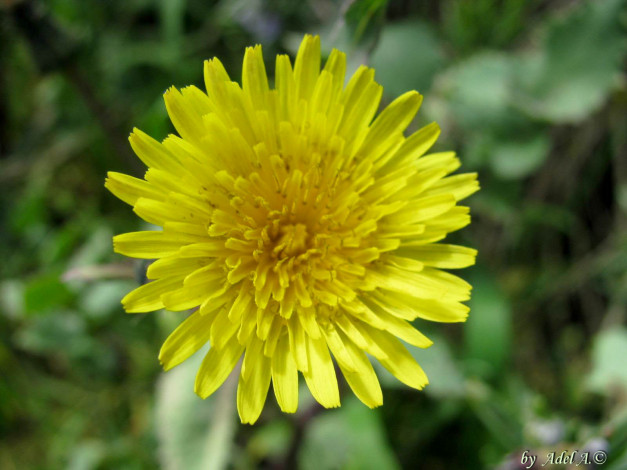 Обои картинки фото цветы, одуванчики