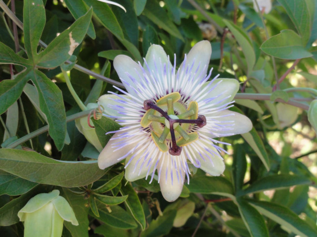 Обои картинки фото цветы, пассифлора