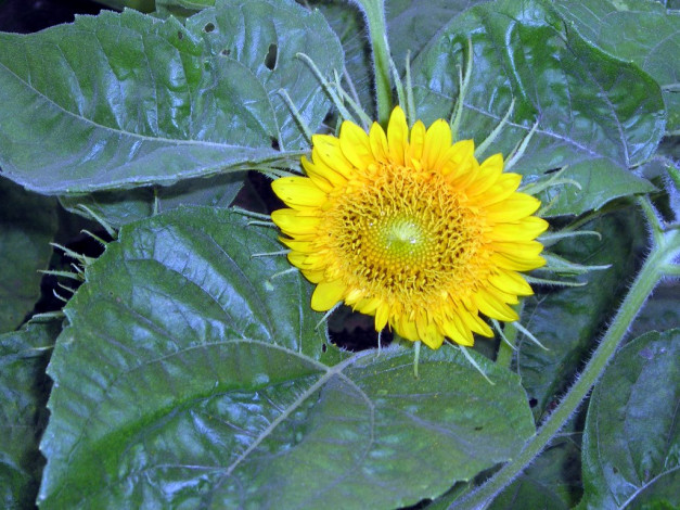 Обои картинки фото цветы, подсолнухи