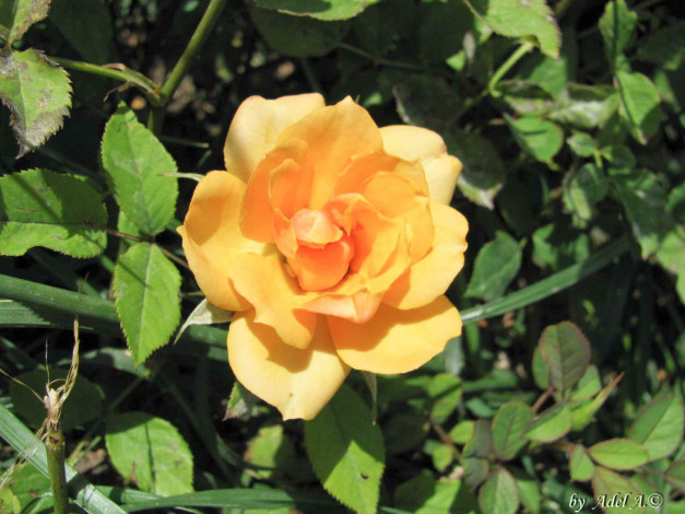 Обои картинки фото цветы, розы