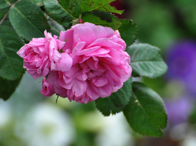 Обои картинки фото цветы, розы