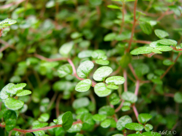 Обои картинки фото природа, макро