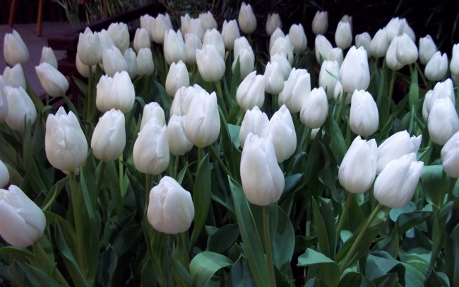 Обои картинки фото цветы, тюльпаны