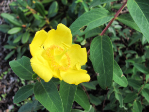 Картинка цветы желтый