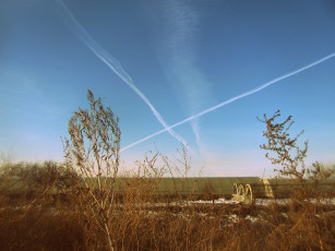 Картинка природа другое растения небо