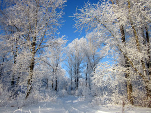 Картинка природа зима снег лес