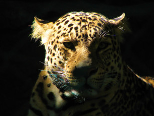 Картинка животные леопарды леопард