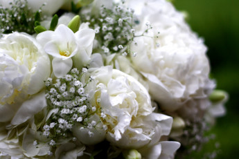 Картинка цветы букеты композиции белый пионы фрезия
