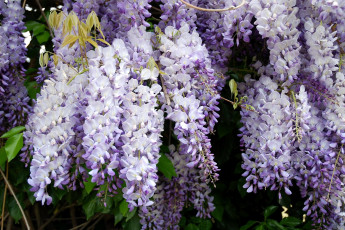 Картинка цветы глициния гроздь сиреневый