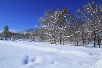 Картинка природа зима снег деревья