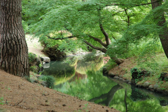 Картинка природа реки озера река деревья